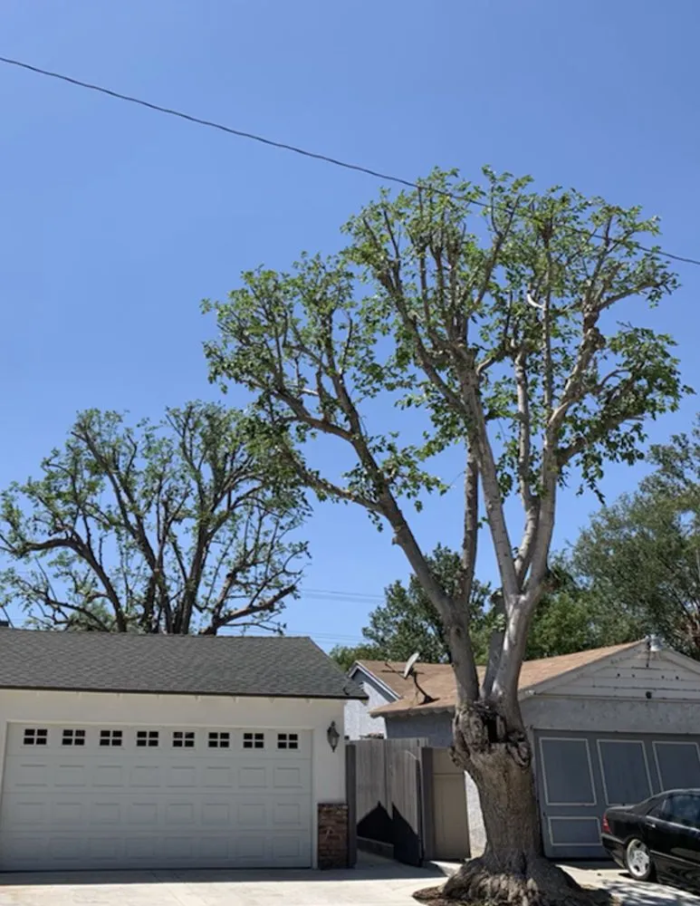 Professional lawn mowing service near you across Valencia, CA - Pelletier Tree Service & Brush Clearance