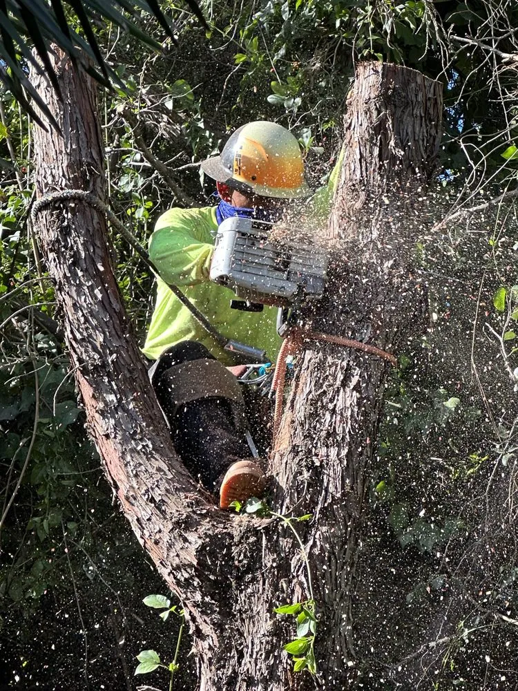 Affordable landscape design in Valencia, CA - Pelletier Tree Service & Brush Clearance