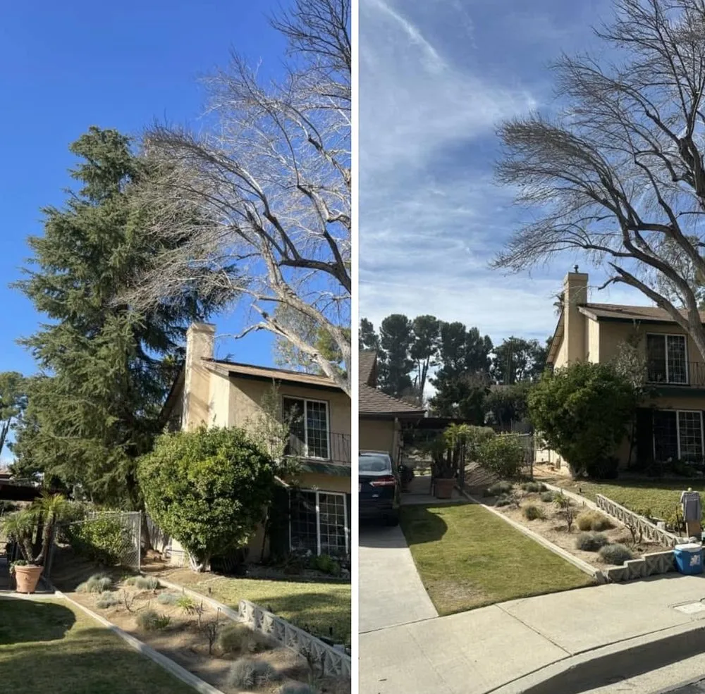 Affordable landscape design experts serving Valencia, CA - Pelletier Tree Service & Brush Clearance