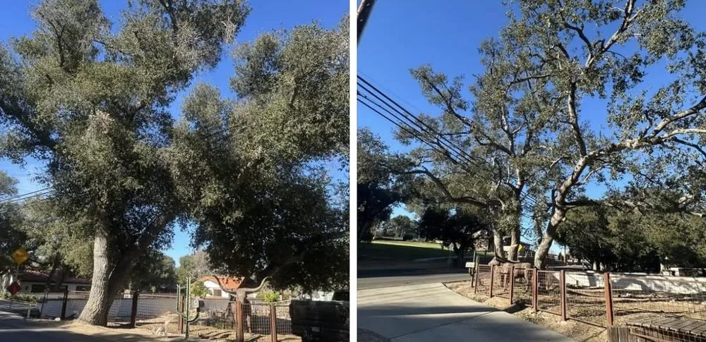 Top-rated lawn mowing service for homes across Valencia, CA - Pelletier Tree Service & Brush Clearance