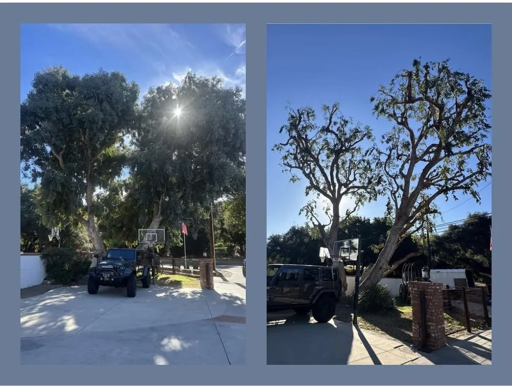 Trusted garden landscaping for residential properties in Valencia, CA by Pelletier Tree Service & Brush Clearance