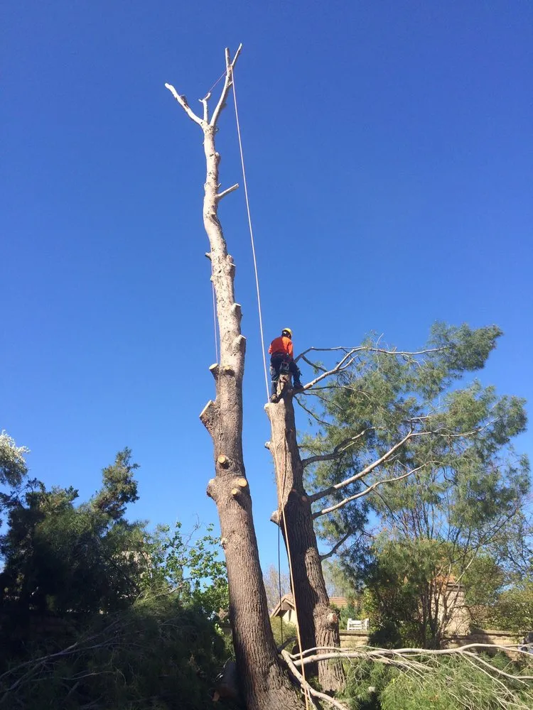 Local outdoor landscaping for homes across Valencia, CA - Pelletier Tree Service & Brush Clearance