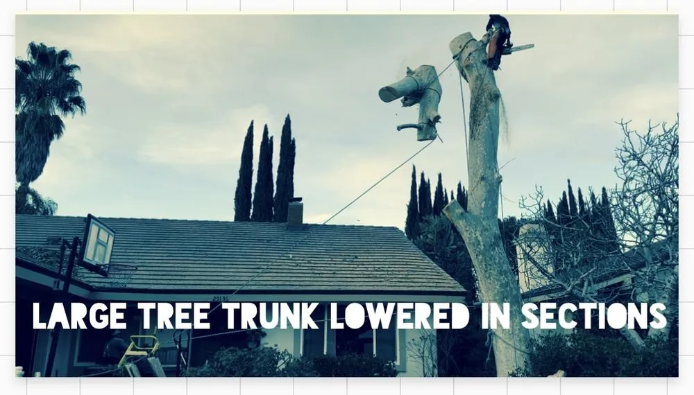 Trusted landscape design in Valencia, CA by Pelletier Tree Service & Brush Clearance