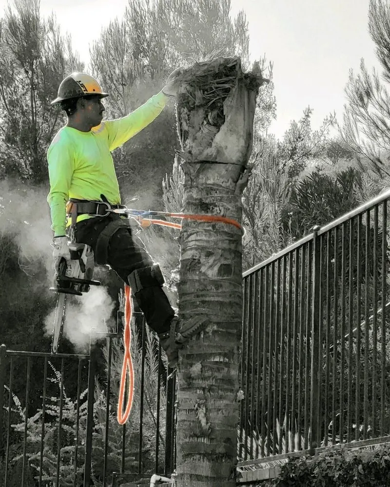 Reliable residential landscaping experts serving Valencia, CA - Pelletier Tree Service & Brush Clearance