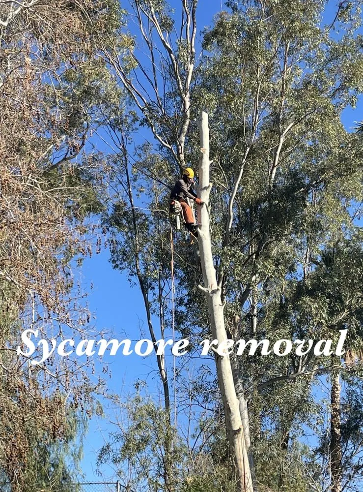 Affordable landscaping services for outdoor upgrades in Valencia, CA by Pelletier Tree Service & Brush Clearance