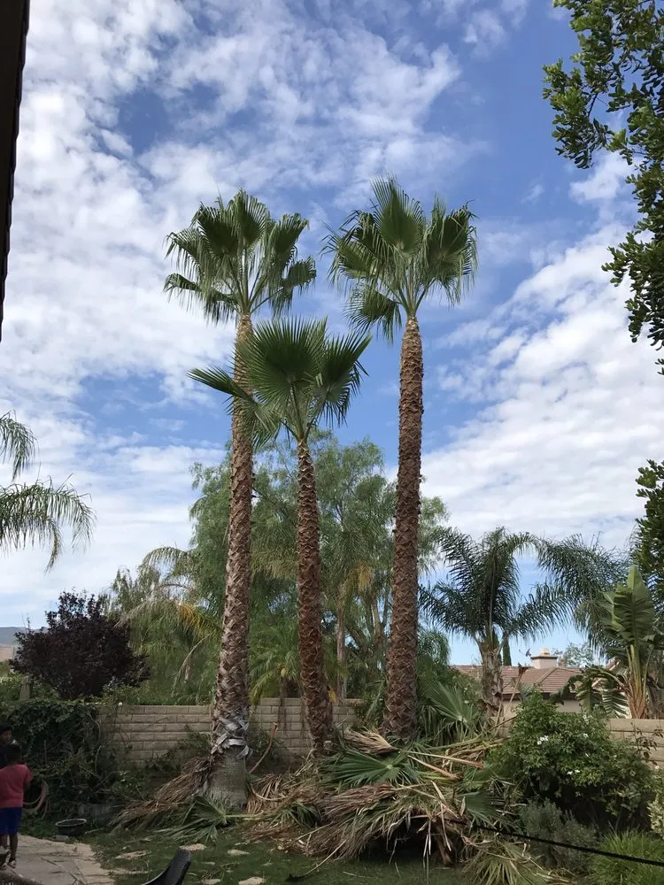 Professional landscape design for residential properties in Valencia, CA by Pelletier Tree Service & Brush Clearance