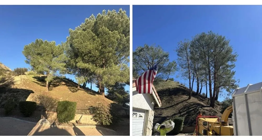 Local lawn mowing service for year-round maintenance in Valencia, CA by Pelletier Tree Service & Brush Clearance