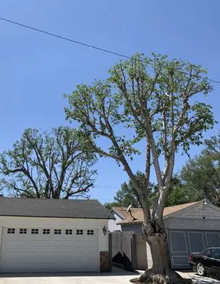 Pelletier Tree Service & Brush Clearance Logo