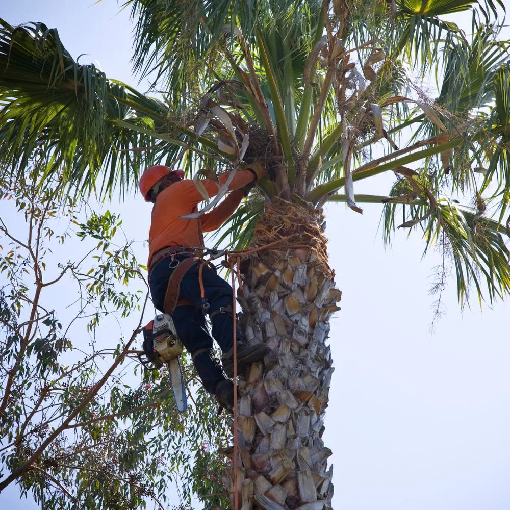 Reliable residential landscaping for homes across Kissimmee, FL - Pelor Outdoor Landscaping Solutions