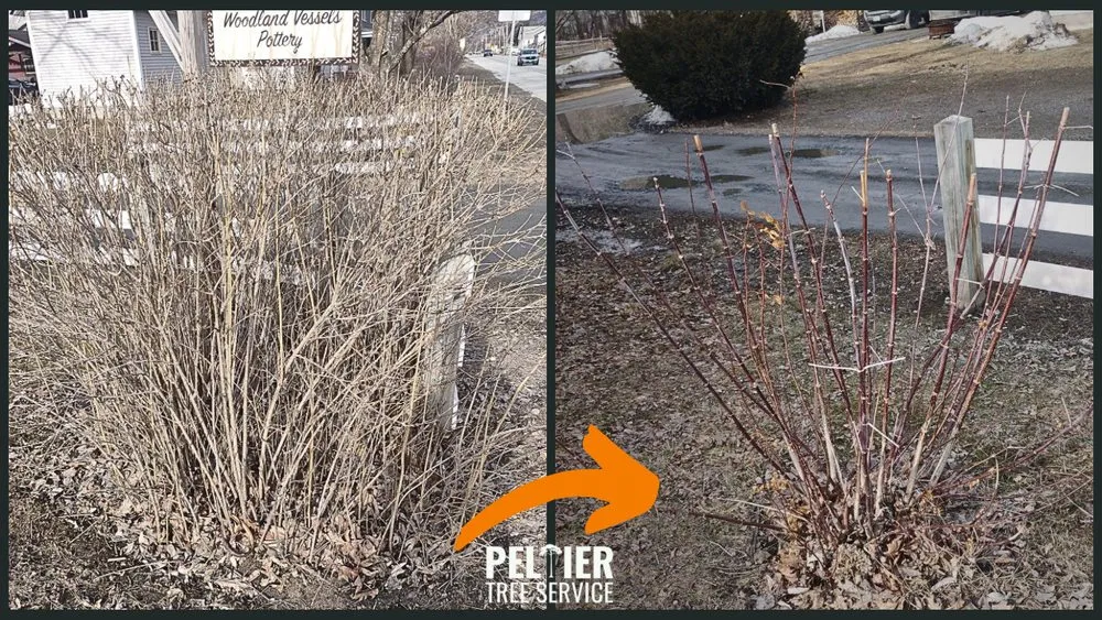 Affordable yard maintenance in Fairlee, VT by Peltier Tree Service