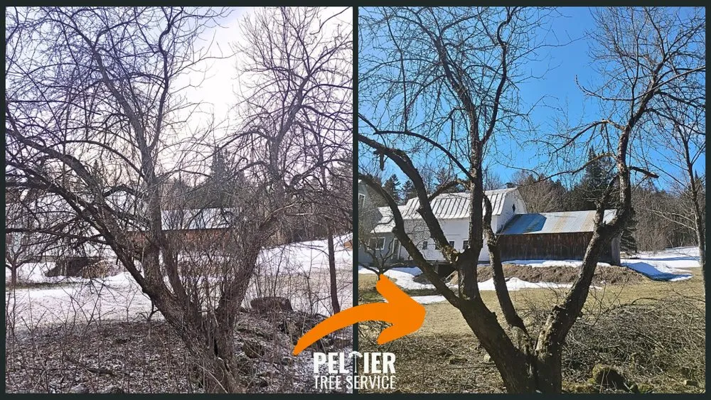 Top-rated garden landscaping experts serving Fairlee, VT - Peltier Tree Service