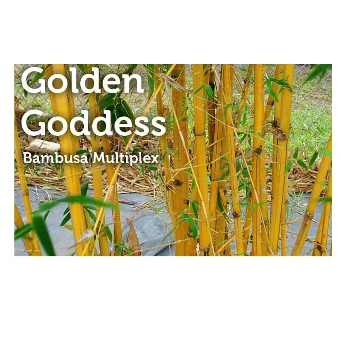 Affordable landscaping services for residential properties in Miami, FL by Peltons Bamboo