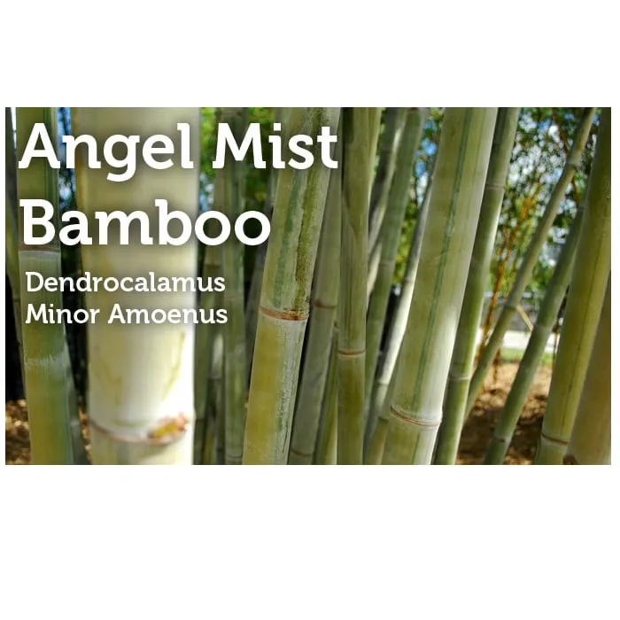 Professional landscape design in Miami, FL - Peltons Bamboo