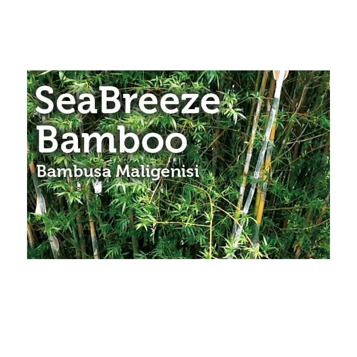 Expert residential landscaping in Miami, FL - Peltons Bamboo