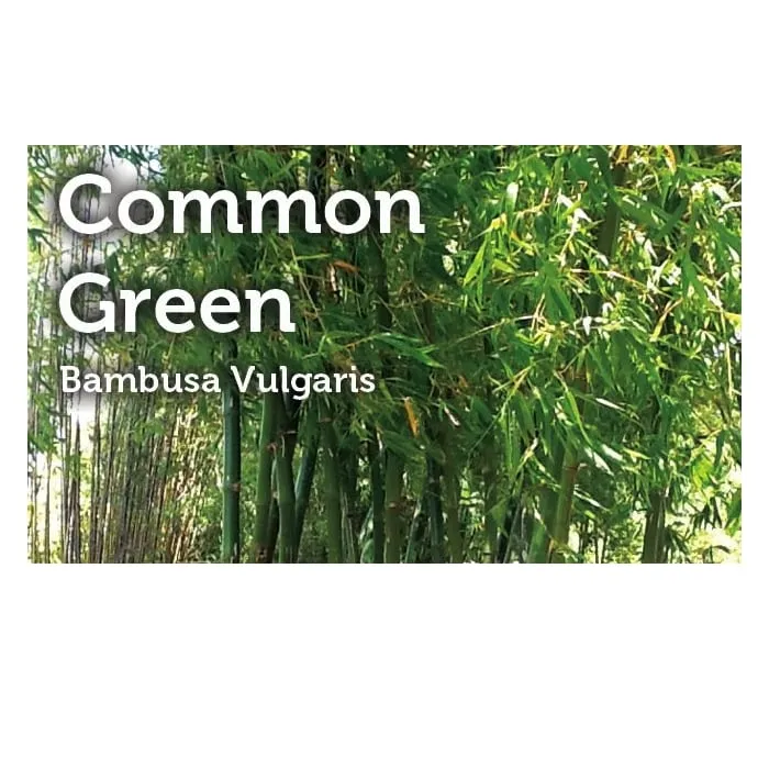 Trusted landscape design in Miami, FL - Peltons Bamboo