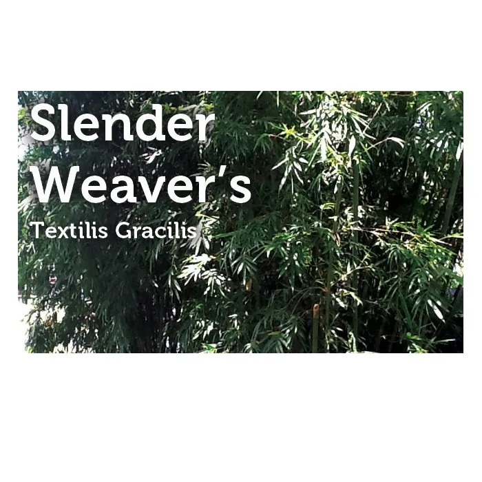 Custom outdoor landscaping in Miami, FL by Peltons Bamboo