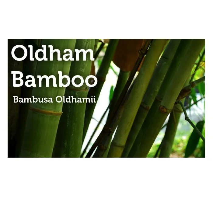 Expert lawn mowing service for year-round maintenance across Miami, FL - Peltons Bamboo