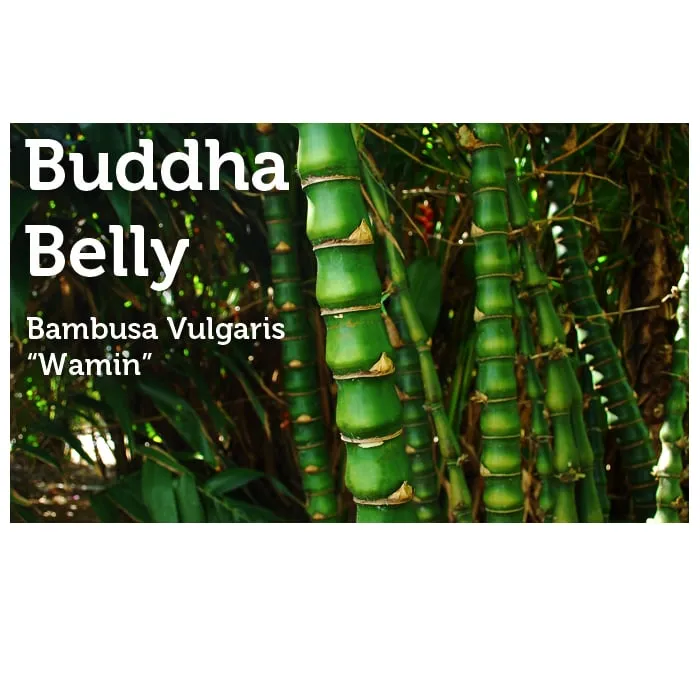 Custom garden landscaping in Miami, FL by Peltons Bamboo