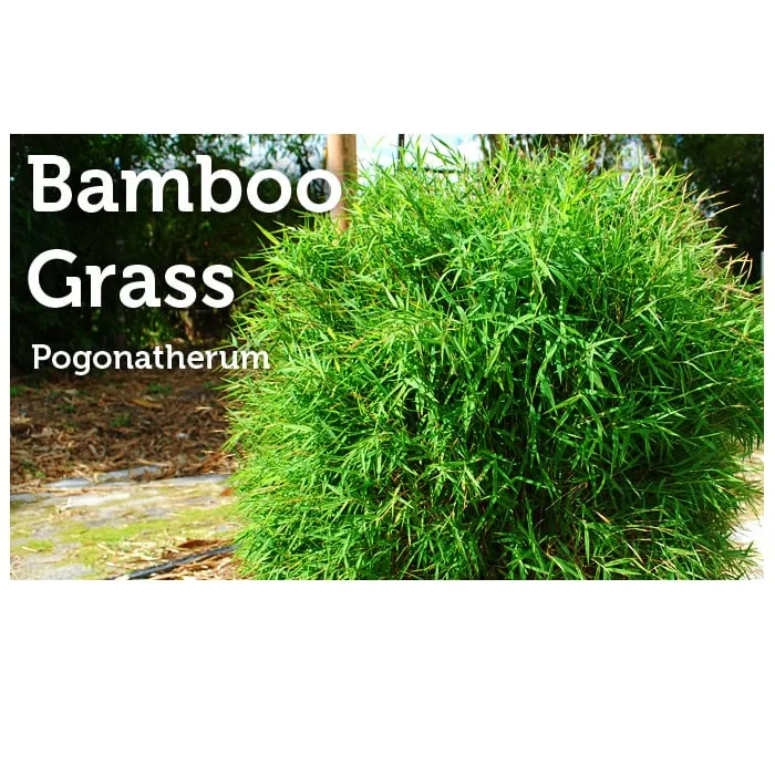 Expert yard cleanup service in Miami, FL by Peltons Bamboo