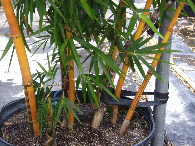 Professional lawn mowing service experts serving Miami, FL - Peltons Bamboo