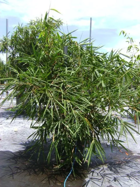 Trusted residential landscaping in Miami, FL - Peltons Bamboo