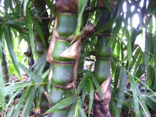 Trusted lawn care service experts serving Miami, FL - Peltons Bamboo