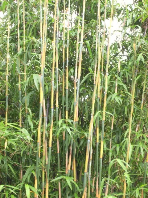 Reliable yard maintenance near you across Miami, FL - Peltons Bamboo