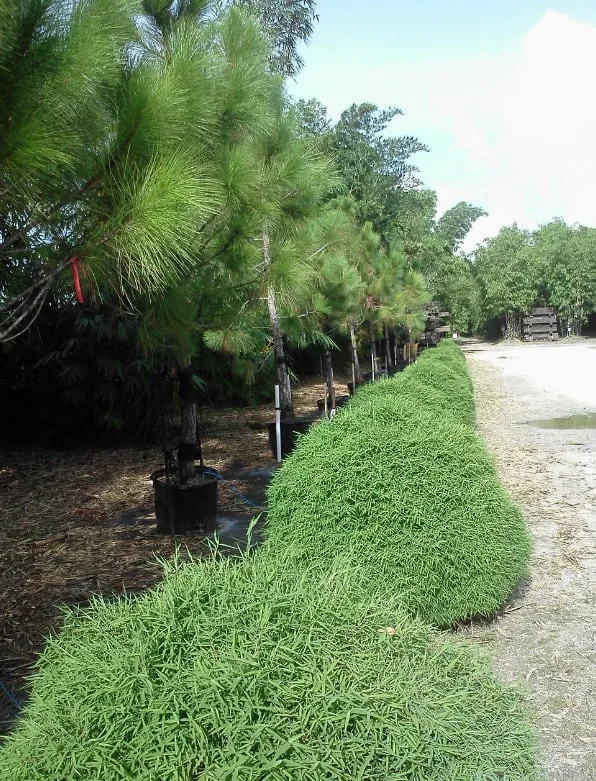 Custom yard maintenance in Miami, FL - Peltons Bamboo