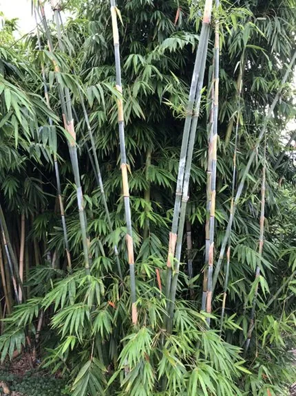 Affordable residential landscaping for residential properties across Miami, FL - Peltons Bamboo