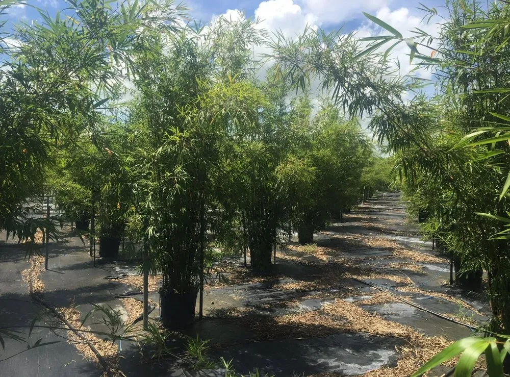 Expert lawn mowing service experts serving Miami, FL - Peltons Bamboo