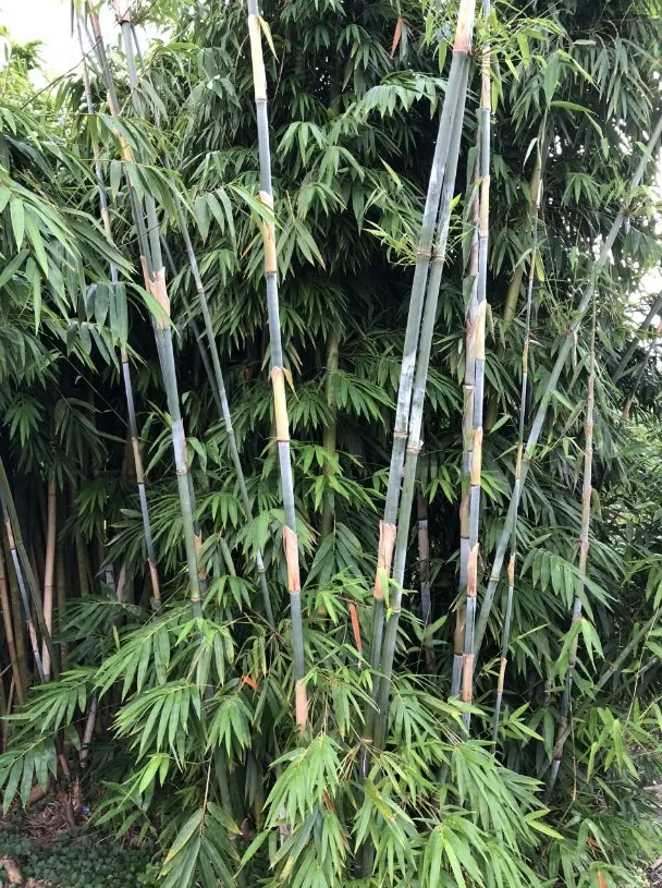 Reliable landscape design for residential properties across Miami, FL - Peltons Bamboo