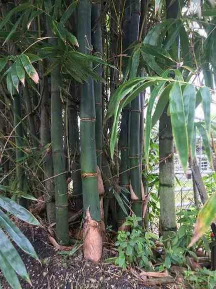 Top-rated lawn mowing service for beautiful yards in Miami, FL by Peltons Bamboo