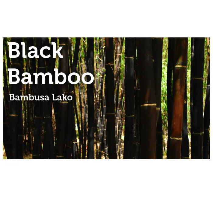 Top-rated yard cleanup service experts serving Miami, FL - Peltons Bamboo