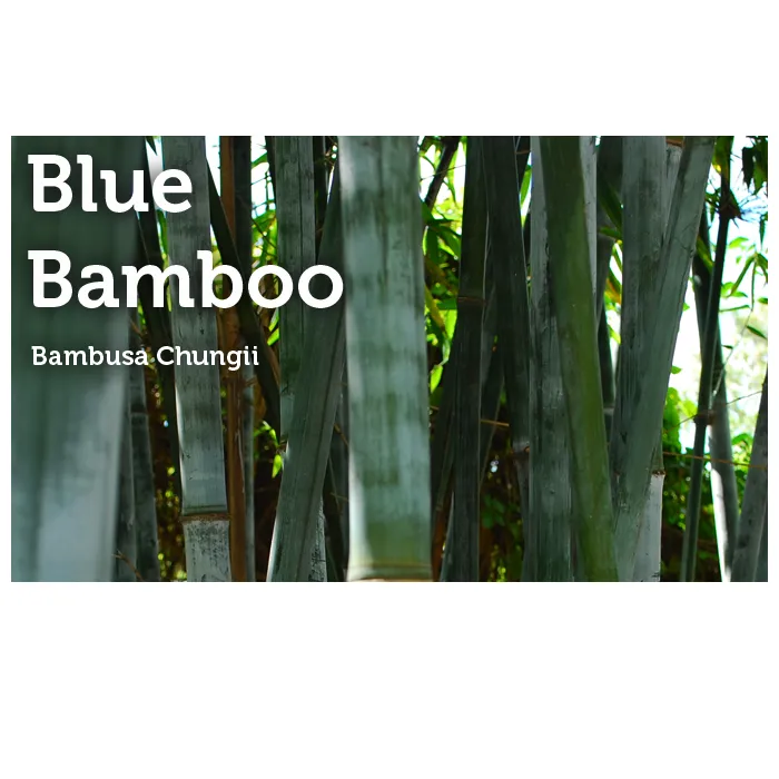 Trusted yard maintenance in Miami, FL by Peltons Bamboo