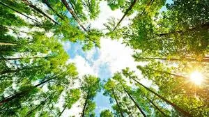 Reliable residential landscaping in Gautier, MS by Pelton's Tree and Land Services