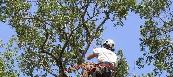 Local lawn care service in Gautier, MS - Pelton's Tree and Land Services