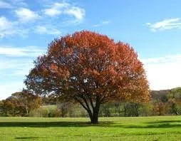 Expert landscape installation for residential properties across Gautier, MS - Pelton's Tree and Land Services