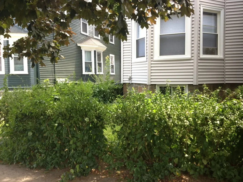 Local yard maintenance experts serving Cambridge, MA - Pemberton Garden Services