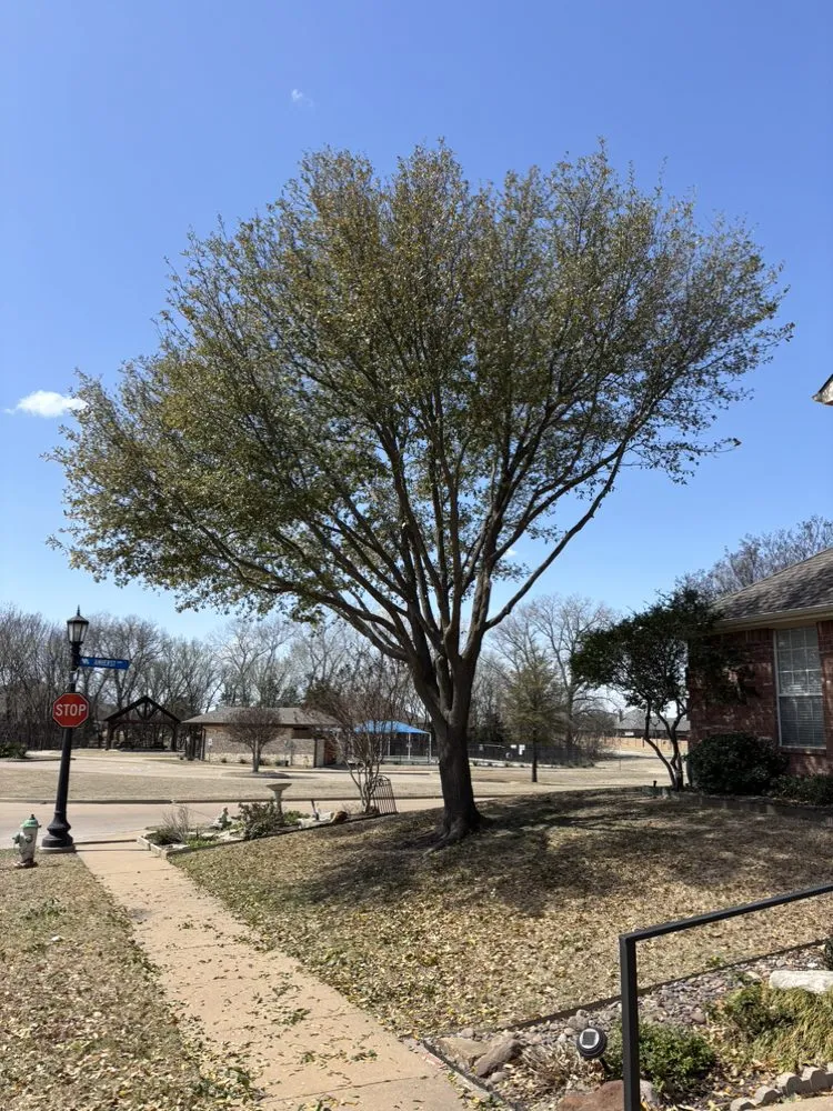 Expert residential landscaping in Sherman, TX - Pemeza