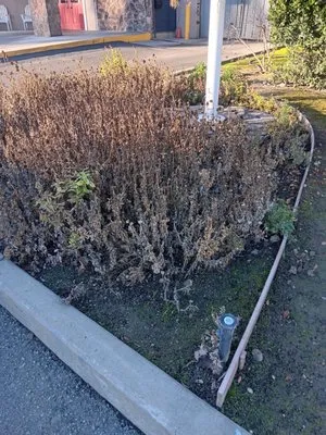 Pena Landscaping Logo