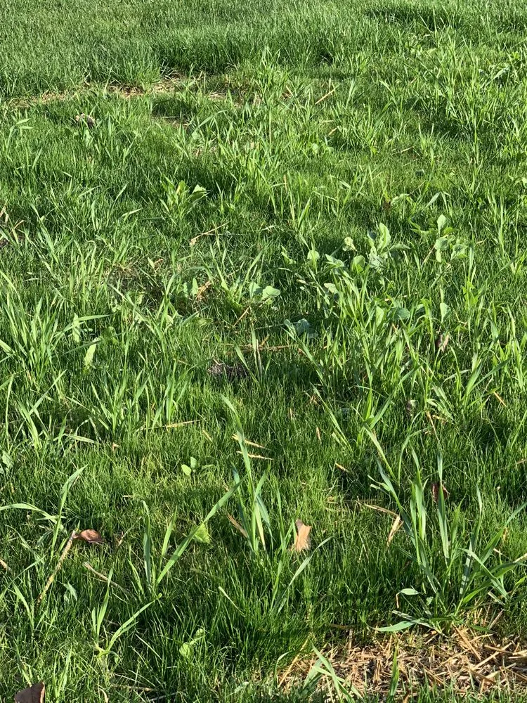 Reliable lawn care service for beautiful yards in Dallas, GA by Pena Lawn Services