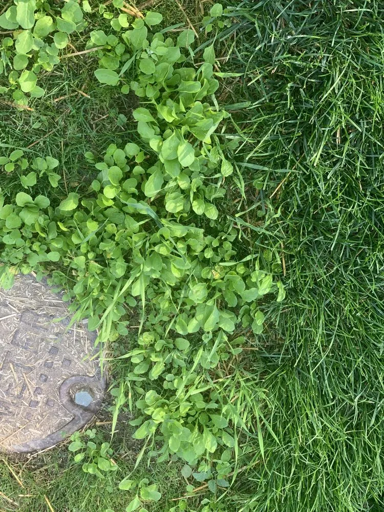 Custom landscaping services experts serving Dallas, GA - Pena Lawn Services