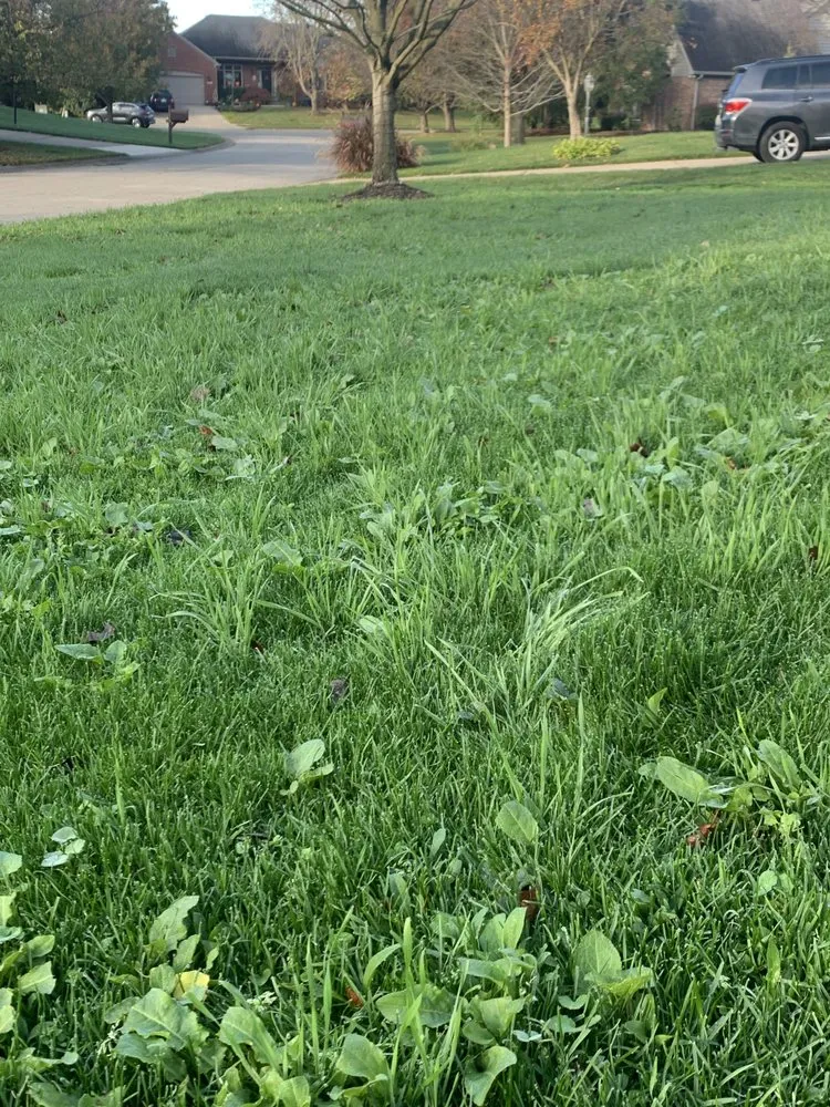 Affordable yard maintenance in Dallas, GA - Pena Lawn Services