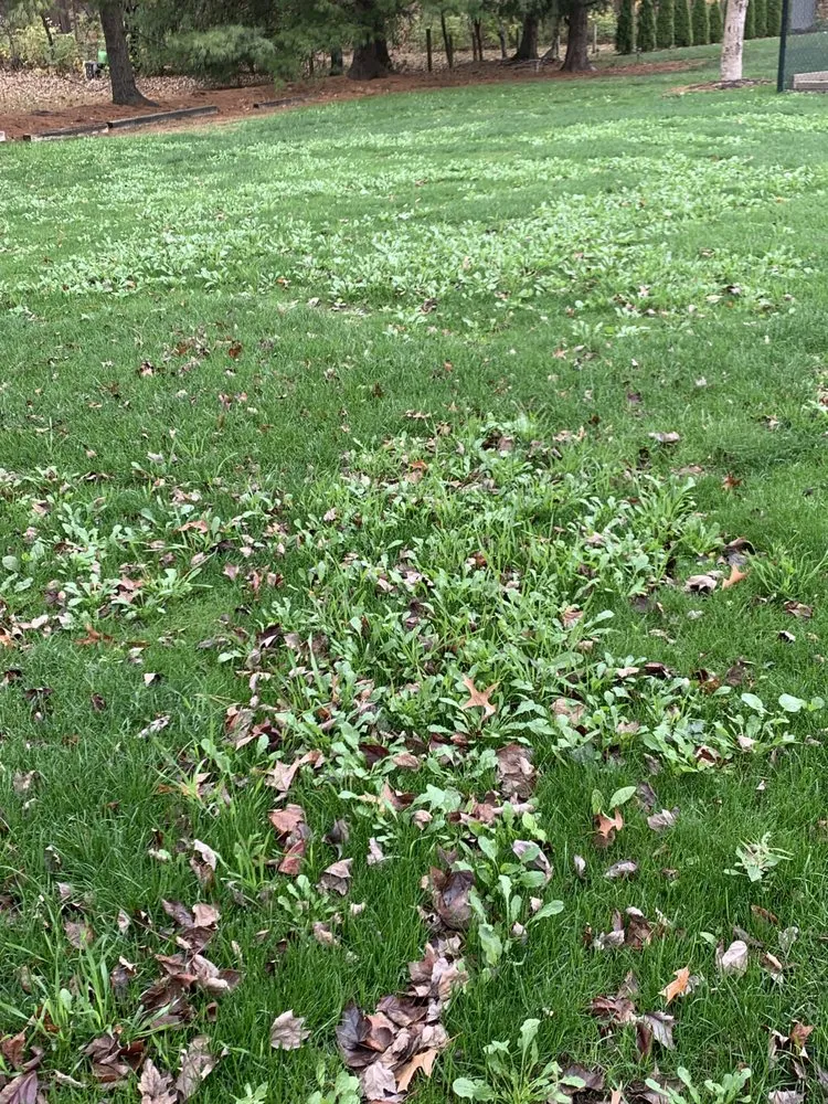 Trusted lawn mowing service for outdoor upgrades across Dallas, GA - Pena Lawn Services