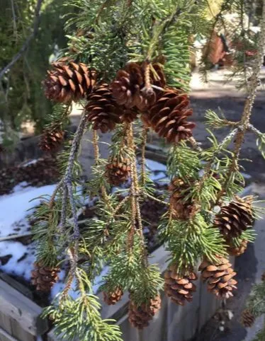 Affordable garden landscaping in South Lake Tahoe, CA - Pena's Landscape Maintenance