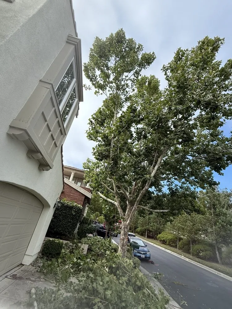 Expert residential landscaping for beautiful yards in Gilroy, CA by Pena’s landscaping and tree service