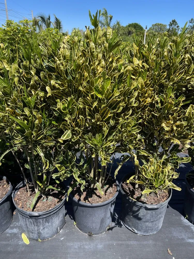 Trusted landscape design for homes across West Melbourne, FL - Pena's Lawn & Landscaping