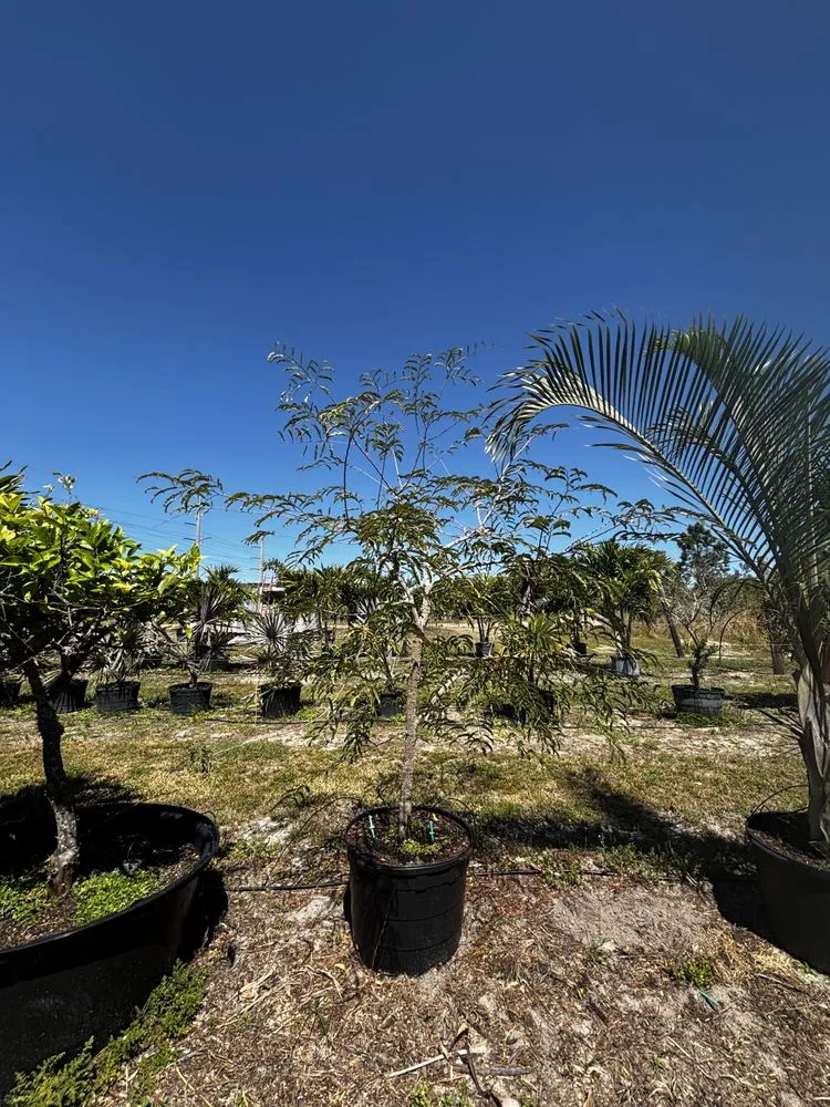 Local yard maintenance experts serving West Melbourne, FL - Pena's Lawn & Landscaping