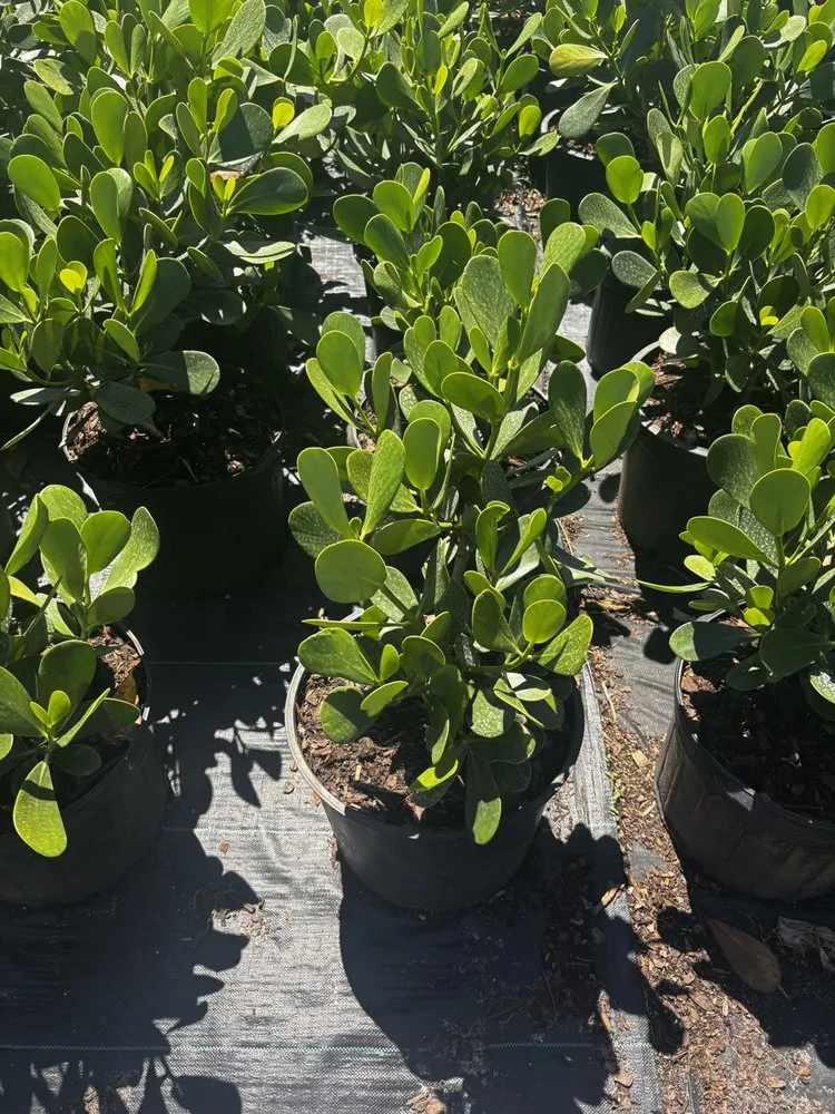 Professional lawn mowing service for outdoor upgrades in West Melbourne, FL by Pena's Lawn & Landscaping