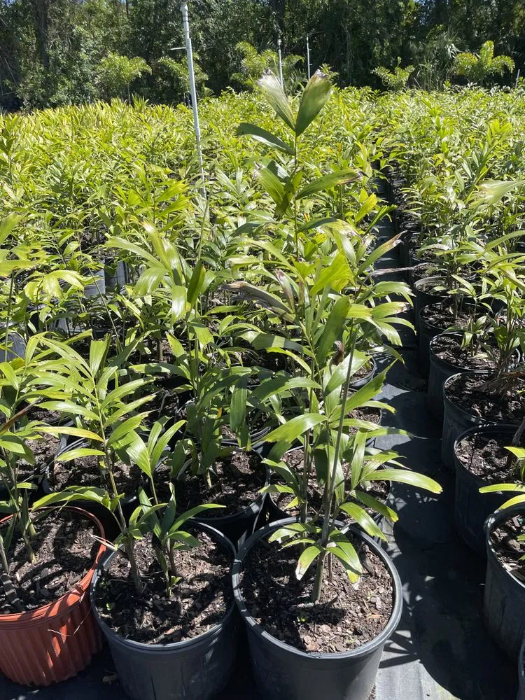 Reliable lawn care service in West Melbourne, FL by Pena's Lawn & Landscaping